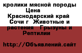кролики мясной породы › Цена ­ 400 - Краснодарский край, Сочи г. Животные и растения » Грызуны и Рептилии   
